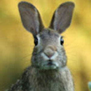 Meet your Posher, Nicely